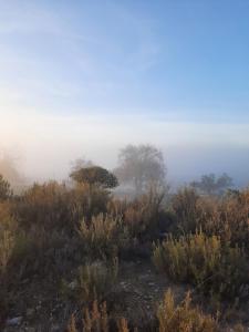 a foggy field with trees and bushes on a hill at Duplex LLORACH I in Omellóns