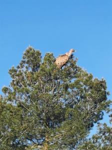 Άλλα ζώα σε αυτή η παραθεριστική κατοικία ή στη γύρω περιοχή