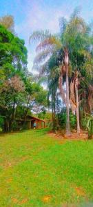 een groep palmbomen in een grasveld bij cachoeira do nono in Socorro