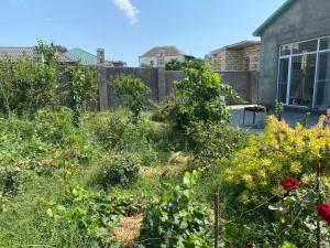 O grădină în afara Дача