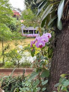 a pink flower is growing next to a tree at Marcos Araújo in Mairinque +3 photos