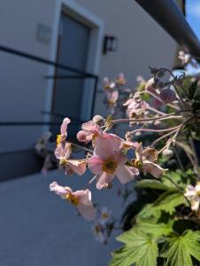 a bunch of pink flowers in front of a building at die Übernachterei - 3 hochwertige Premium-Appartements in Hüfingen
