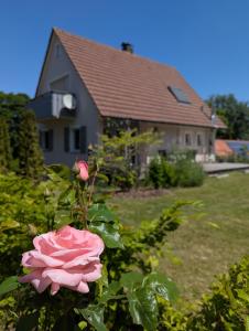 a pink rose in front of a house at die Übernachterei - 3 hochwertige Premium-Appartements in Hüfingen