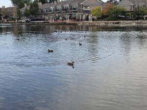 Výhled na řeku, která protéká v blízkosti apartmánu + 57 fotografií