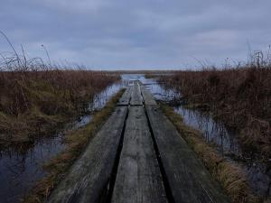 un chemin en bois dans une zone marécageuse avec de l'eau dans l'établissement 6 person holiday home in Bjert-By Traum, à Binderup Strand