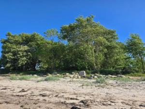 un amas de rochers et d'arbres sur une plage dans l'établissement Luxury Retreat in Als - By Traum Ferienwohnungen, à Nordborg