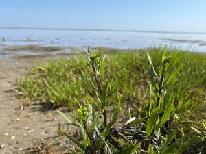 une plante sur une plage avec l'océan en arrière-plan dans l'établissement 8 person holiday home in Ørsted-By Traum, à Kare