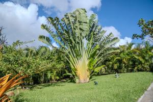 a large palm tree in a field of grass at Casa Naya in Pointe-Noire