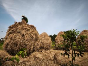 Gallery image of Làng Đoài Homestay in Sơn Tây