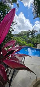 Πισίνα στο ή κοντά στο Villa Bruga en Samara Rocks