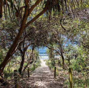 un chemin à travers les arbres de la plage dans l'établissement Bugluma - Cotton Beach, à Casuarina