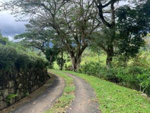 a dirt road with trees and a stone wall at Upton Estate Homestay in Deniyaya