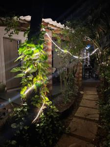 QuerimCommon ground by bunkd hostels的一座花园,在建筑物的一侧有灯光