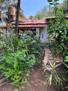 QuerimCommon ground by bunkd hostels的一只狗躺在房子前面的花园里 更多4张照片