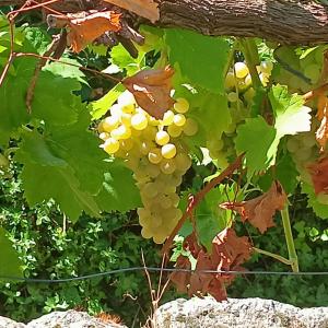 Gallery image of les chalets et gite du haut taravo in Zicavo