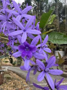 a bunch of purple flowers on a plant at 茄苳仔23民宿 in Zhuqi