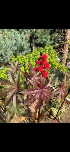 Zahrada ubytování Manoria studio