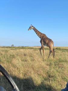 Άλλα ζώα σε αυτό το καταφύγιο ή στη γύρω περιοχή