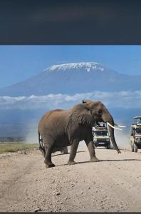 Άλλα ζώα σε αυτό το καταφύγιο ή στη γύρω περιοχή