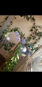 a plant with blue flowers on top of a table at Casa cómoda familiar in La Plata