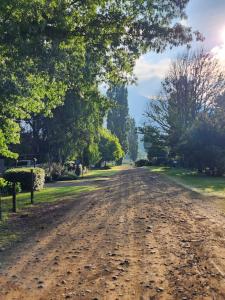 a dirt road with trees on both sides of it at Walnut Studio in Clarens +18 photos