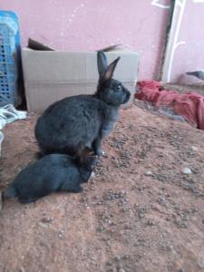 a rabbit sitting on the ground next to a box at Hotel Fazenda Casa Mato in Taubaté