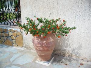 a large vase with flowers in it next to a wall at Joanna's Studios in Lassi