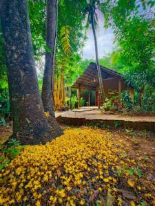 a house with a bunch of yellow leaves under a tree at Bright Sun Safari in Udawalawe +36 photos