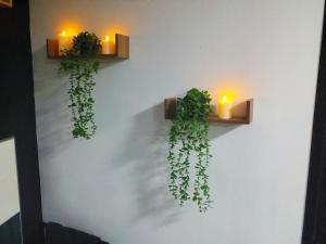two shelves with plants on a wall with lights at CY L'unique instant in Wingles