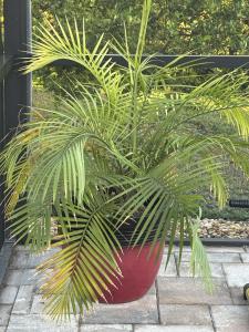 Κήπος έξω από το Guesthouse near Fort Myers Beach, Sanibel and Captiva islands +18 φωτογραφίες