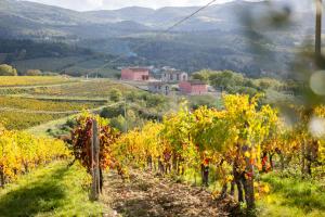 - une vue sur un vignoble dans les collines dans l'établissement Castello Vicchiomaggio, à Greve in Chianti 162 autres photos