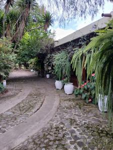 a garden with palm trees and plants in front of a building at Jardín de Los Sueños Quinta San Felipe in Cataltzul