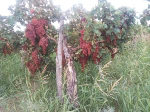 En have udenfor Hostel Portal del Sol