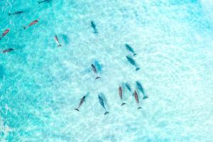 Mollymook Beach getaway في موليموك: مجموعة من الدلافين تسبح في الماء