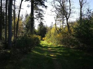 un chemin à travers une forêt plantée d'arbres et d'herbe dans l'établissement 10 person holiday home in Thisted-By Traum, à Klitmøller 34 autres photos