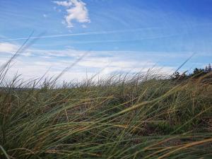 a field of tall grass with the sky in the background at 5 person holiday home in Rødby-By Traum in Rødby