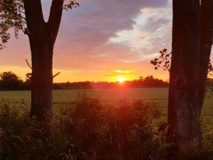 einen Sonnenuntergang auf einem Feld mit zwei Bäumen in der Unterkunft 10 person holiday home in Væggerløse in Bøtø By