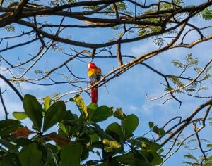 a red and yellow bird perched on a tree branch at Pura Vida - Villa Lisa in Parrita