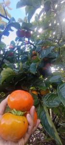 une personne tenant deux oranges devant un arbre dans l'établissement Green Tara Homestay, à Dirang Dzong