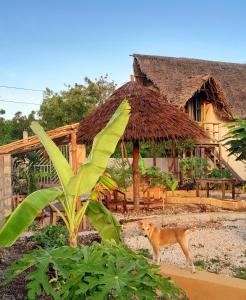 a dog standing in front of a house at Serenity stay Kizimkazi in Kizimkazi
