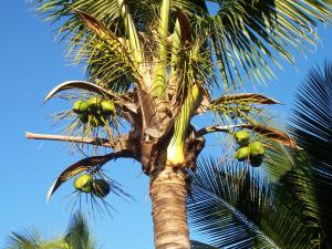een palmboom met veel groen fruit erop bij Hôtel Le Nathania in Saint-Pierre +37 foto's
