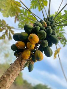 Φωτογραφία από το άλμπουμ του Maison Diamota σε Kabrousse +18 φωτογραφίες