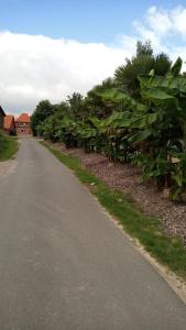 an empty road with palm trees and a house at Schwalbennest in Bruchhausen-Vilsen