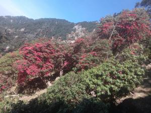 Un grupo de arbustos con flores rosas en una montaña. en Dreamcatcher Homestay, en McLeod Ganj