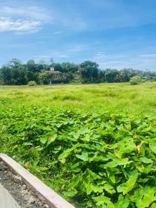 Zahrada ubytování Hikkaduwa Magnoon Villa