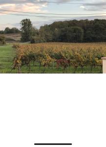 Příroda nedaleko prázdninového domu