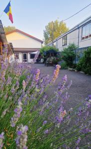 a field of purple flowers in front of a building at Confort INN in Otopeni