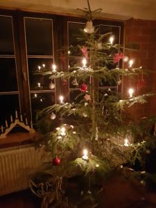 a christmas tree with lights in a room at Namiņš Brīviņi in Jaunjelgava