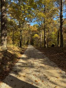 a dirt road in the middle of a forest at Fireflies and night skies! in French Lick