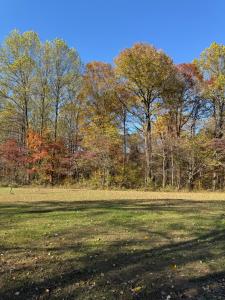 a grass field with trees in the background at Fireflies and night skies! in French Lick